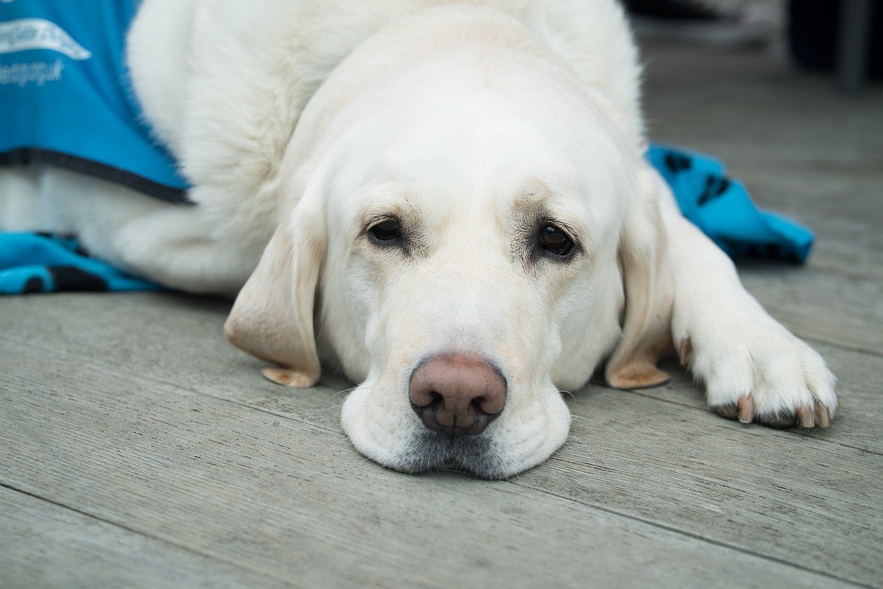 頼れるパートナー!身体障害者の生活を支える介助犬について解説